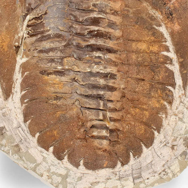 Authentic Cambropallas Trilobite  A Prehistoric Treasure from Jbel Ougnate