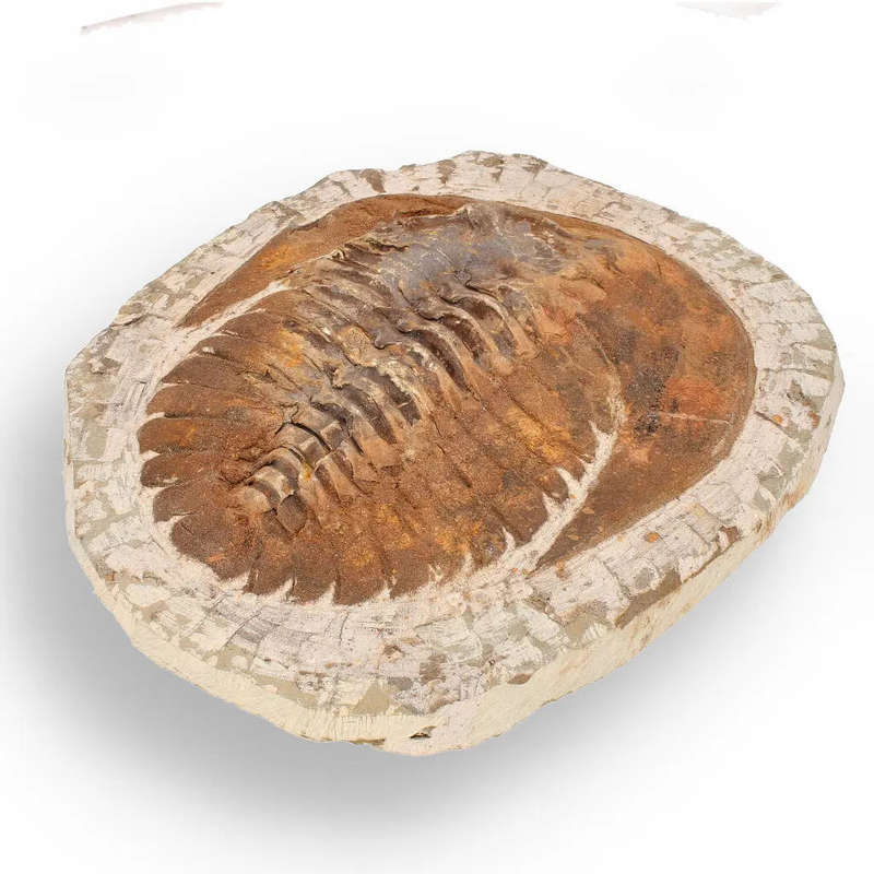 Authentic Cambropallas Trilobite  A Prehistoric Treasure from Jbel Ougnate