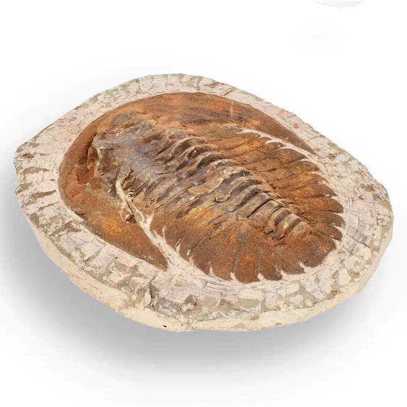 Authentic Cambropallas Trilobite  A Prehistoric Treasure from Jbel Ougnate