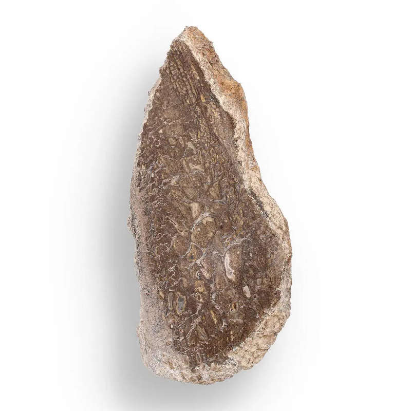 Jurassic Agatized Dinosaur Bone Relic