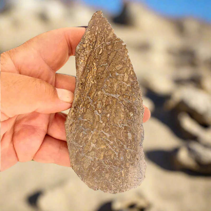 Jurassic Agatized Dinosaur Bone Relic