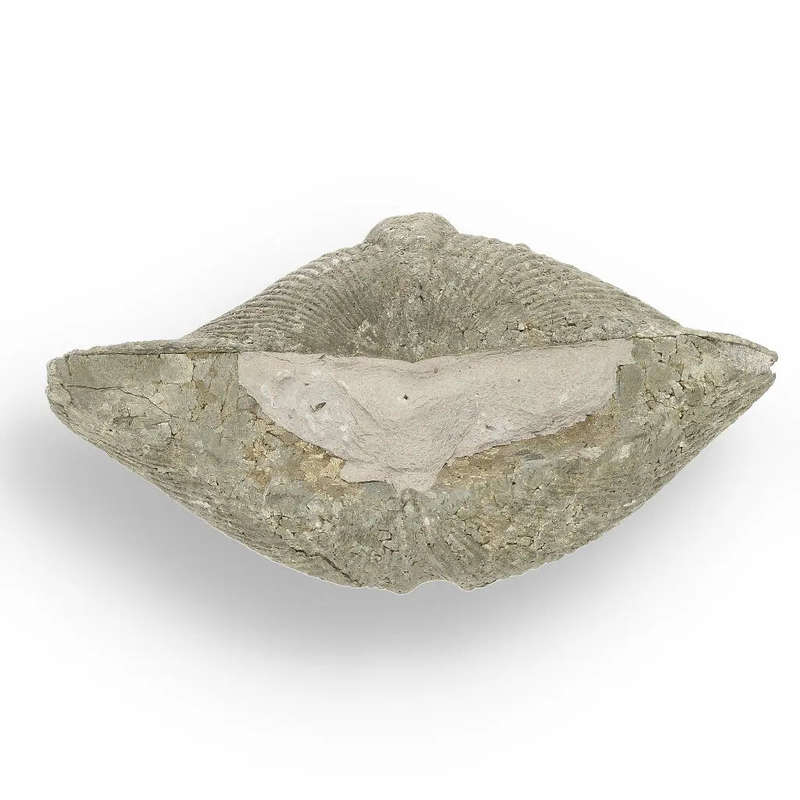 Pyritized Ammonite and Clam Shell Fossil - Golden Treasures from Ancient Seas