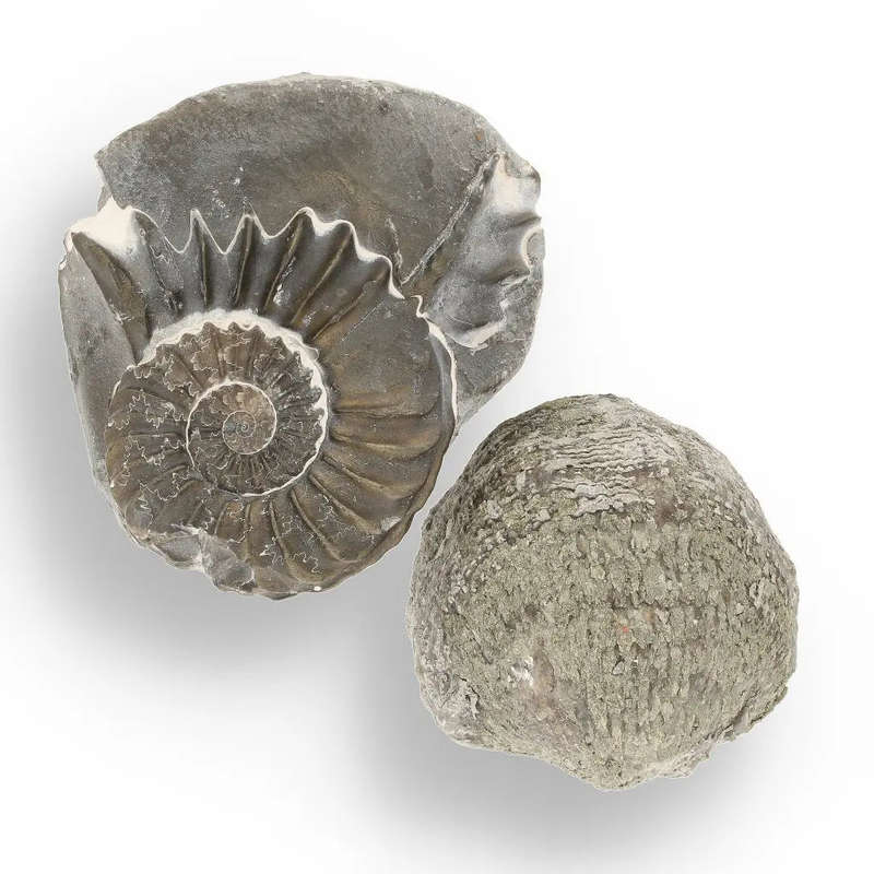 Pyritized Ammonite and Clam Shell Fossil - Fool's Gold Prehistoric Duo