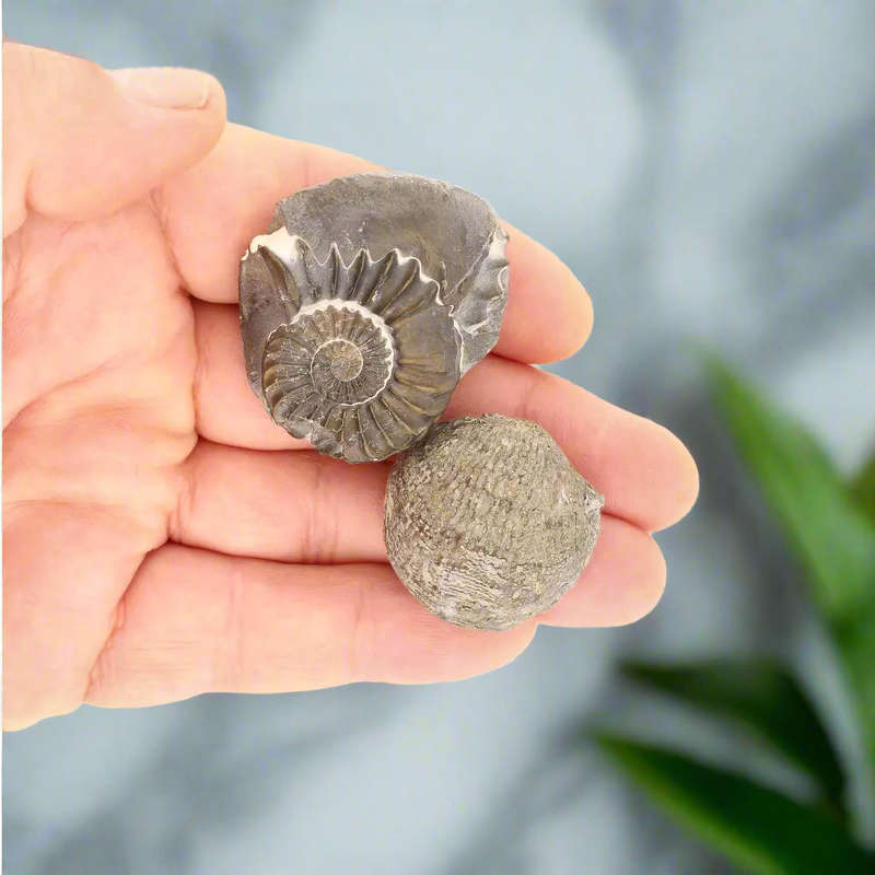 Pyritized Ammonite and Clam Shell Fossil - Fool's Gold Prehistoric Duo