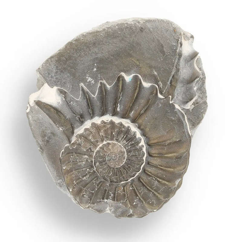 Pyritized Ammonite and Clam Shell Fossil - Fool's Gold Prehistoric Duo