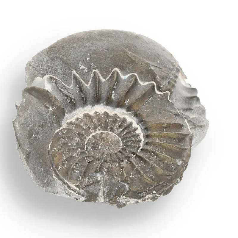 Pyritized Ammonite and Clam Shell Fossil - Fool's Gold Prehistoric Duo