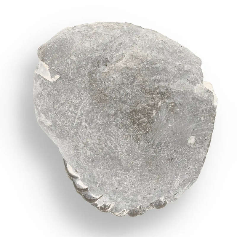 Pyritized Ammonite and Clam Shell Fossil - Fool's Gold Prehistoric Duo
