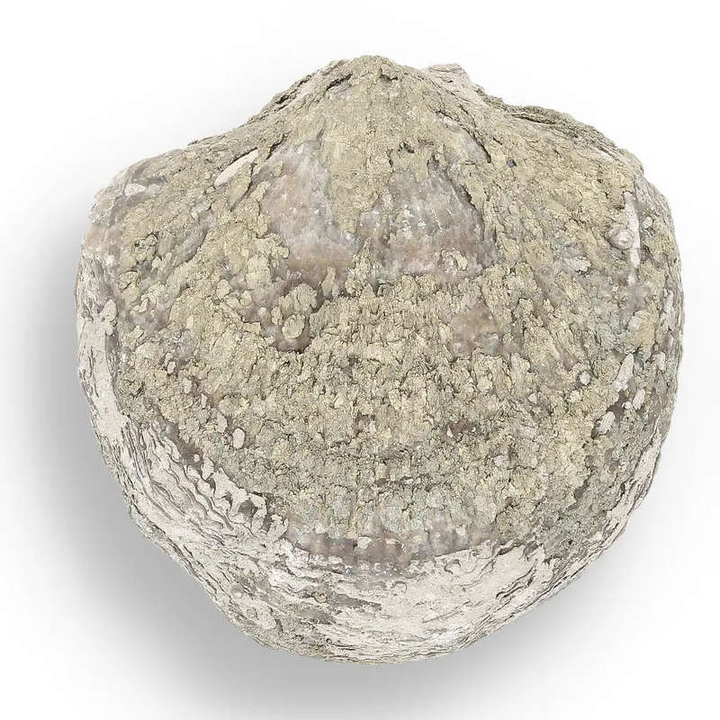 Pyritized Ammonite and Clam Shell Fossil - Fool's Gold Prehistoric Duo