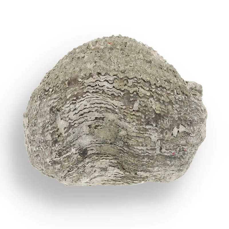 Pyritized Ammonite and Clam Shell Fossil - Fool's Gold Prehistoric Duo
