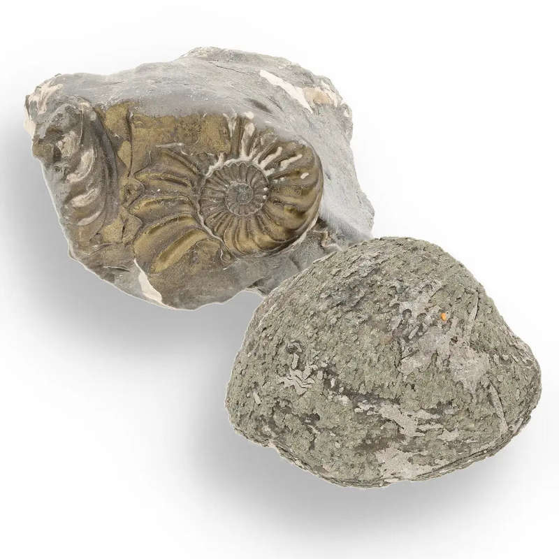 Pyritized Ammonite and Clam Shell Fossil - Sparkling Marine Fossils Bundle