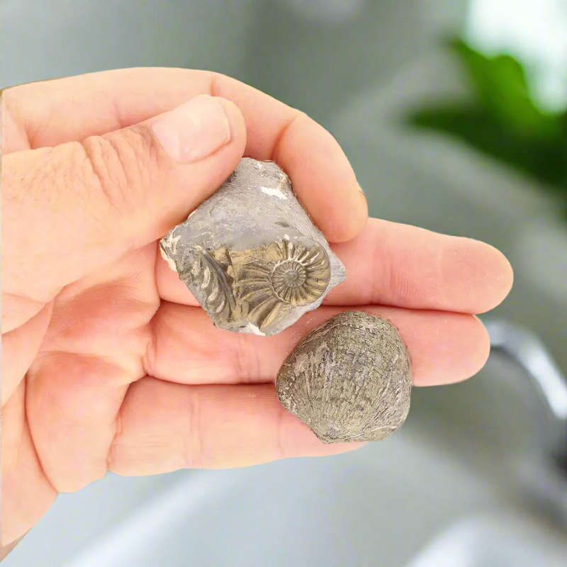 Pyritized Ammonite and Clam Shell Fossil - Sparkling Marine Fossils Bundle