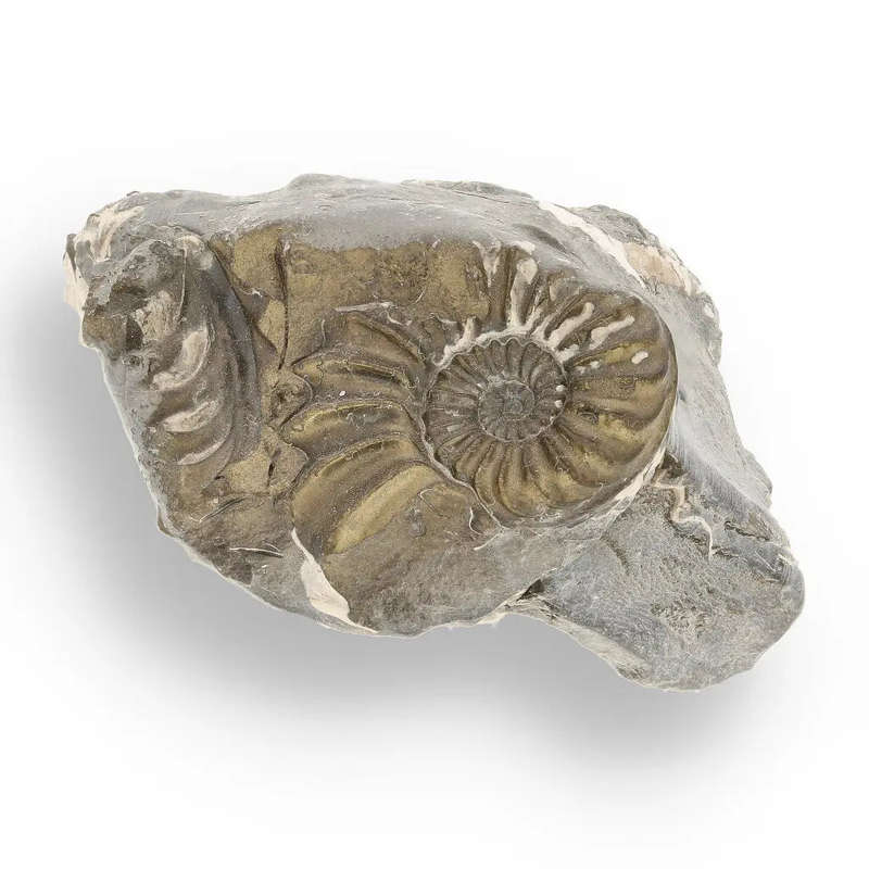Pyritized Ammonite and Clam Shell Fossil - Sparkling Marine Fossils Bundle