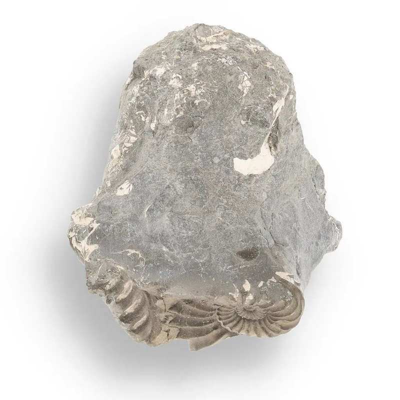 Pyritized Ammonite and Clam Shell Fossil - Sparkling Marine Fossils Bundle