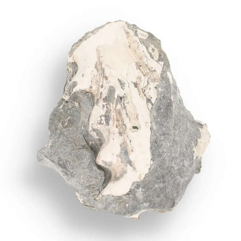 Pyritized Ammonite and Clam Shell Fossil - Sparkling Marine Fossils Bundle