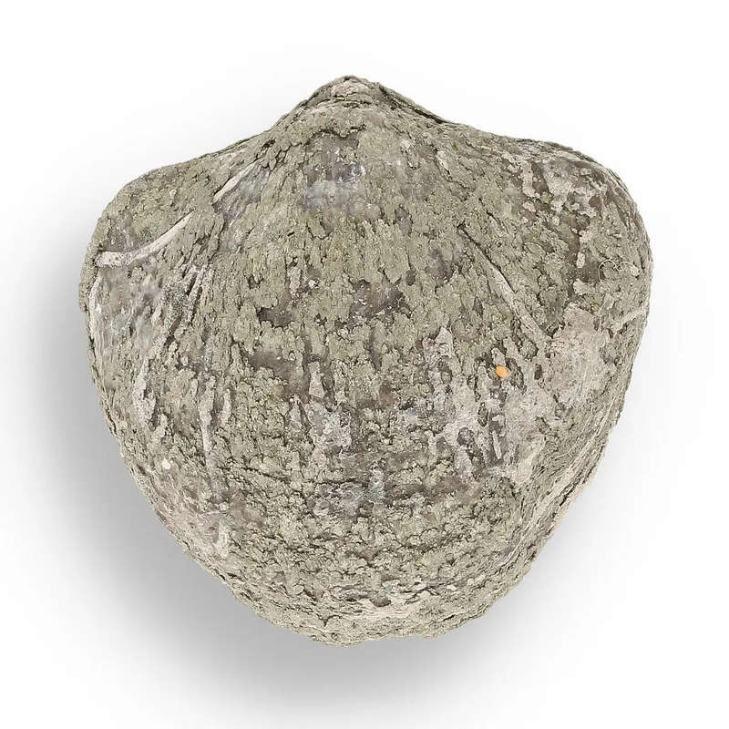 Pyritized Ammonite and Clam Shell Fossil - Sparkling Marine Fossils Bundle