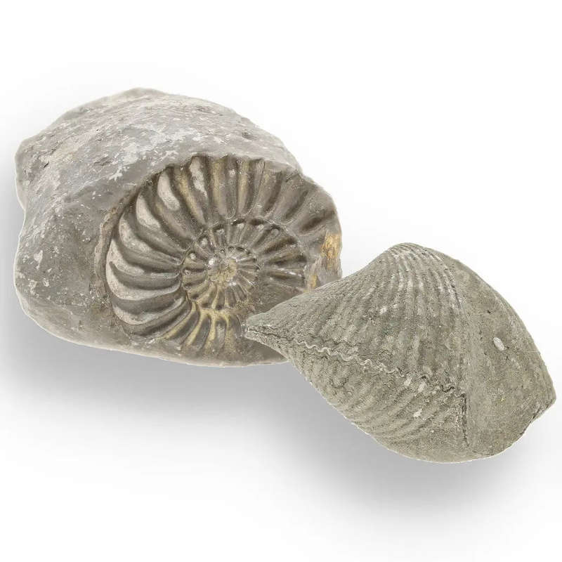 Pyritized Ammonite and Clam Shell Fossil - Ancient Ocean's Golden Guardians
