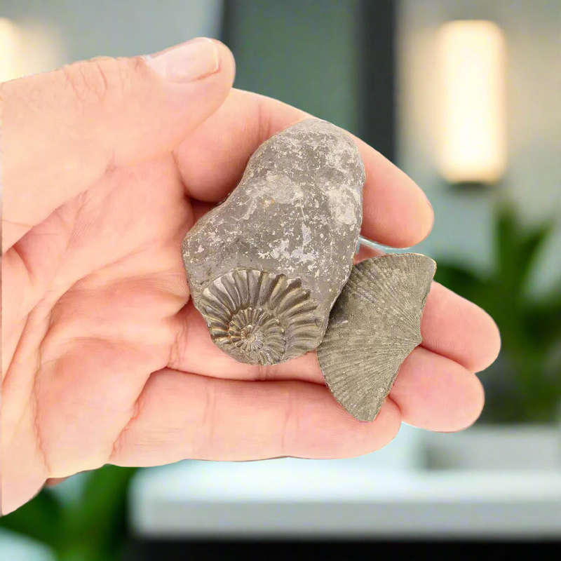Pyritized Ammonite and Clam Shell Fossil - Ancient Ocean's Golden Guardians