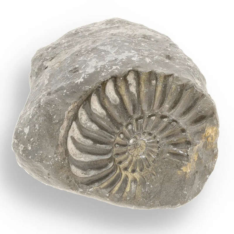 Pyritized Ammonite and Clam Shell Fossil - Ancient Ocean's Golden Guardians