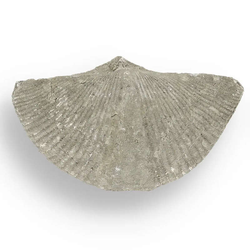 Pyritized Ammonite and Clam Shell Fossil - Ancient Ocean's Golden Guardians