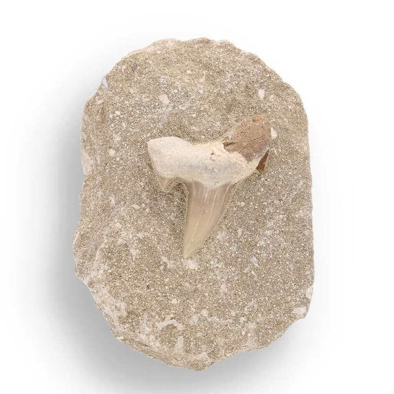 Otodus Obliquus Fossilized Marine Marvel