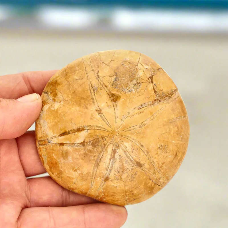Pansy Shell: Nature's Timeless Treasure