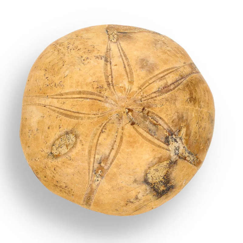 Pansy Shell: Oceans Ancient Gift