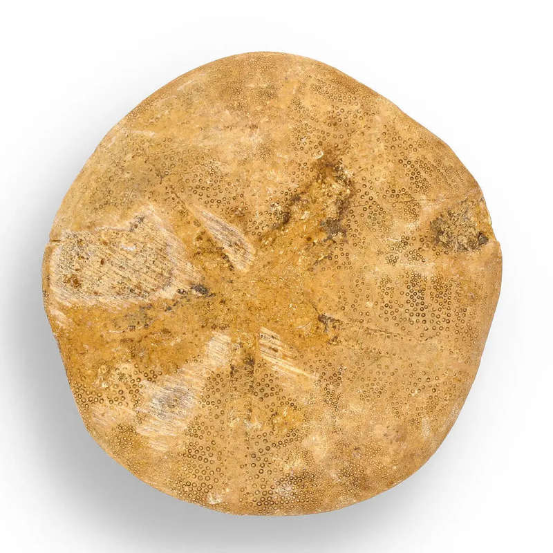 Pansy Shell: Oceans Ancient Gift