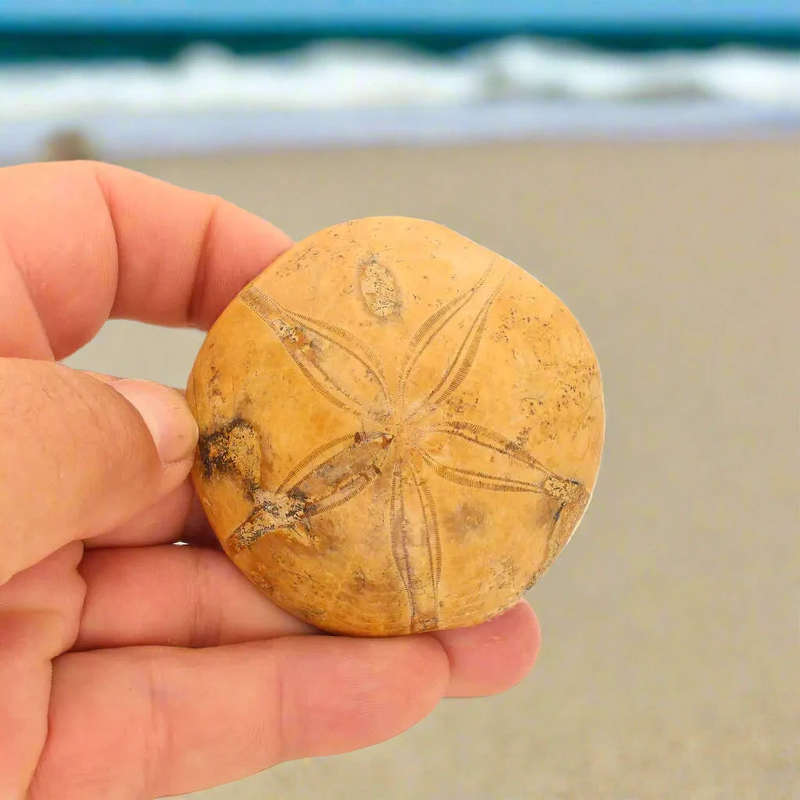 Pansy Shell: Oceans Ancient Gift
