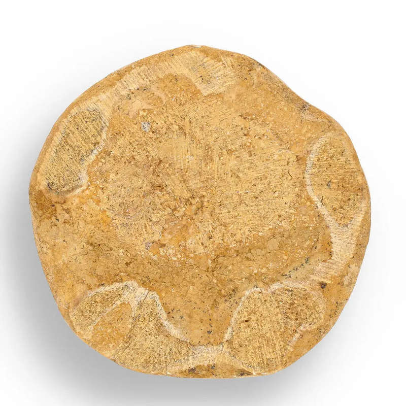 Fossilized Sand Dollar from Madagascar