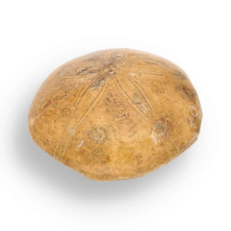 Fossilized Sand Dollar from Madagascar