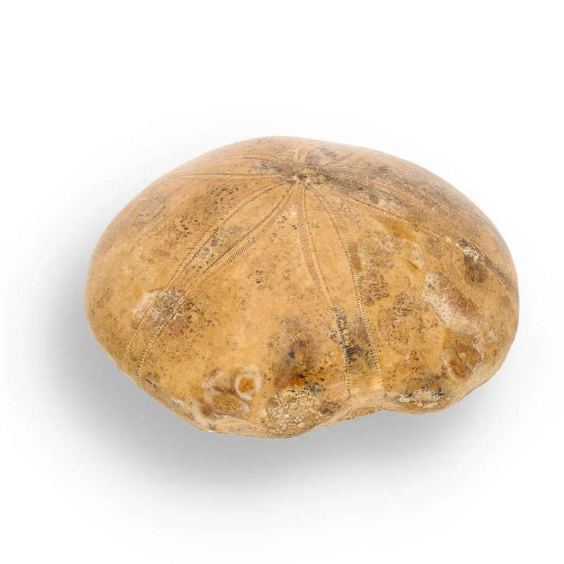 Fossilized Sand Dollar from Madagascar
