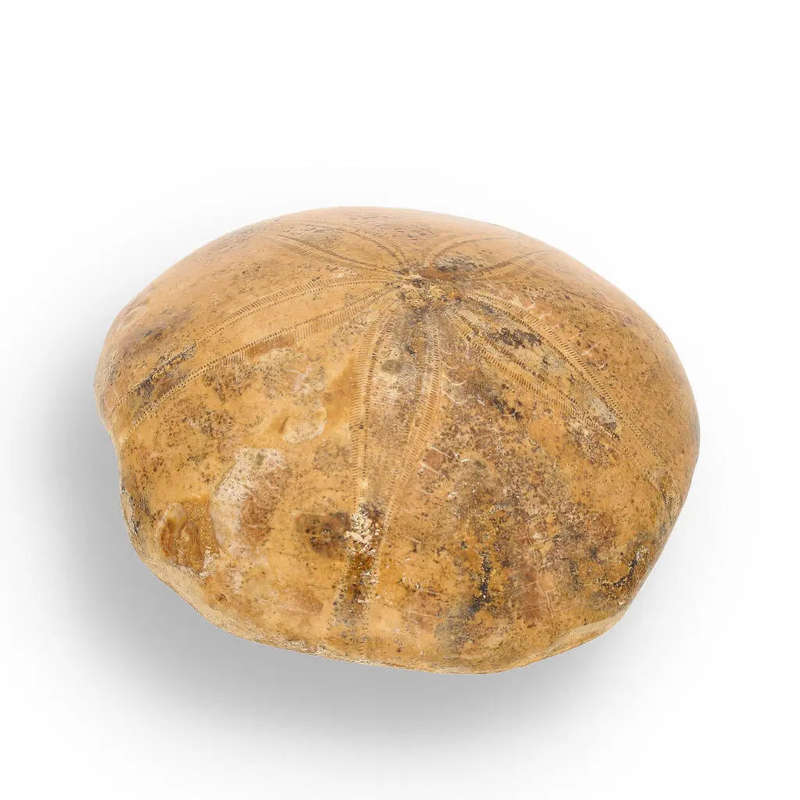 Fossilized Sand Dollar from Madagascar