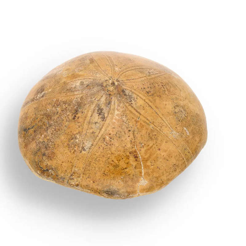 Fossilized Sand Dollar from Madagascar