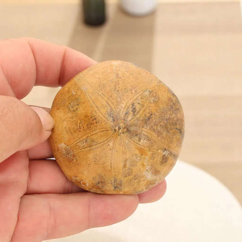 Prehistoric Treasures: The Ultimate Fossil Gift Box!