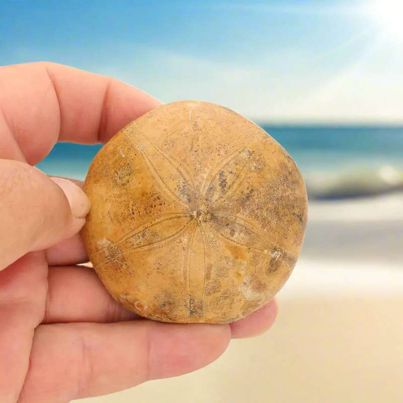Fossilized Sand Dollar from Madagascar