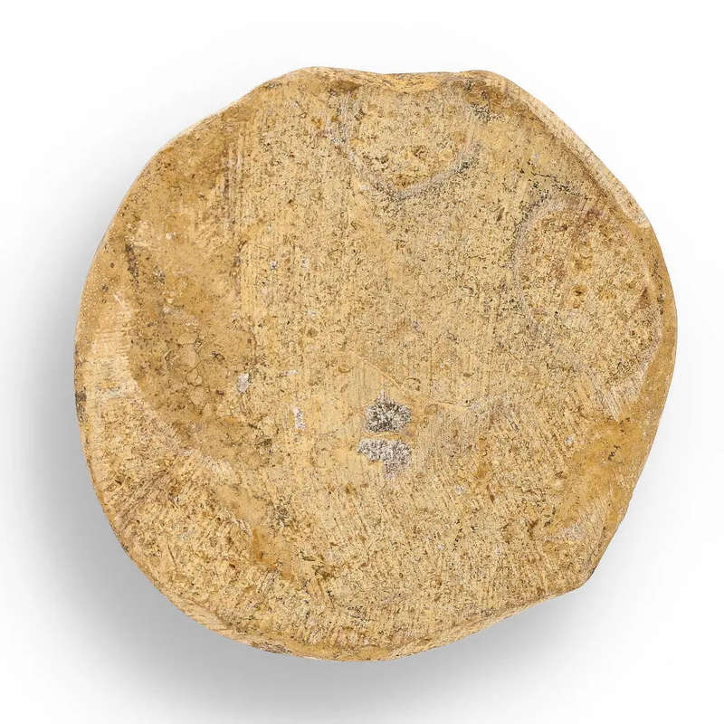Madagascar Sand Dollar Fossil Beauty