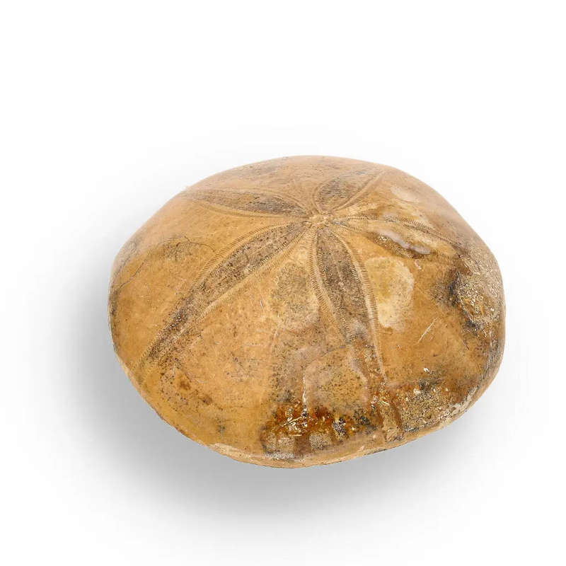 Madagascar Sand Dollar Fossil Beauty