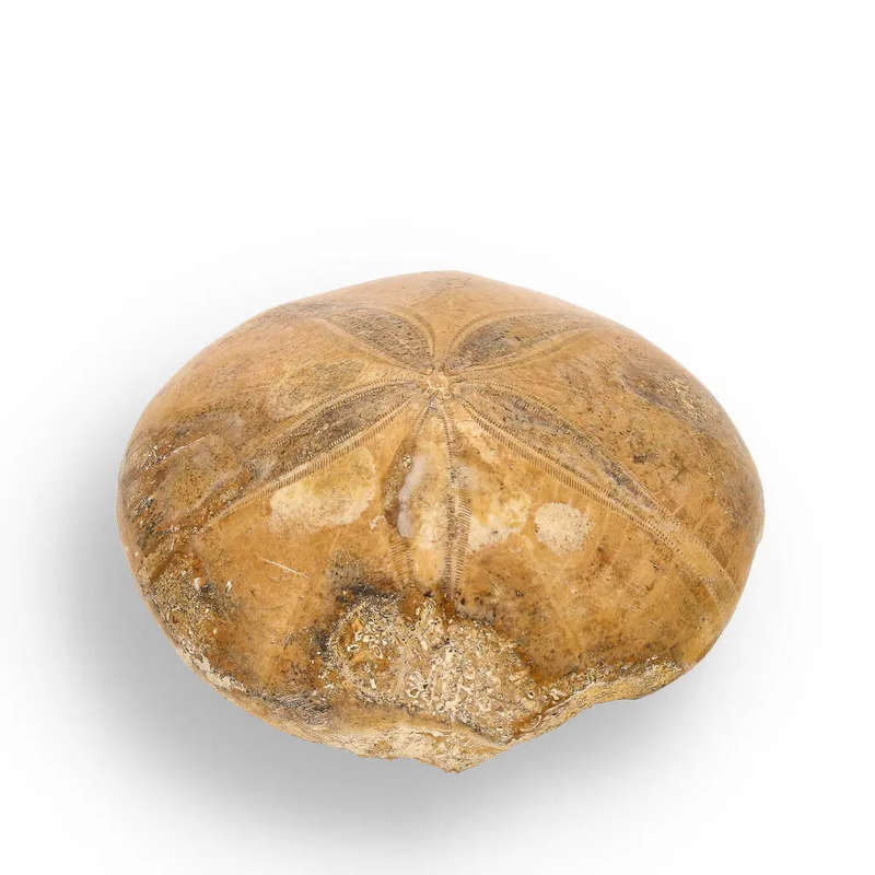 Madagascar Sand Dollar Fossil Beauty