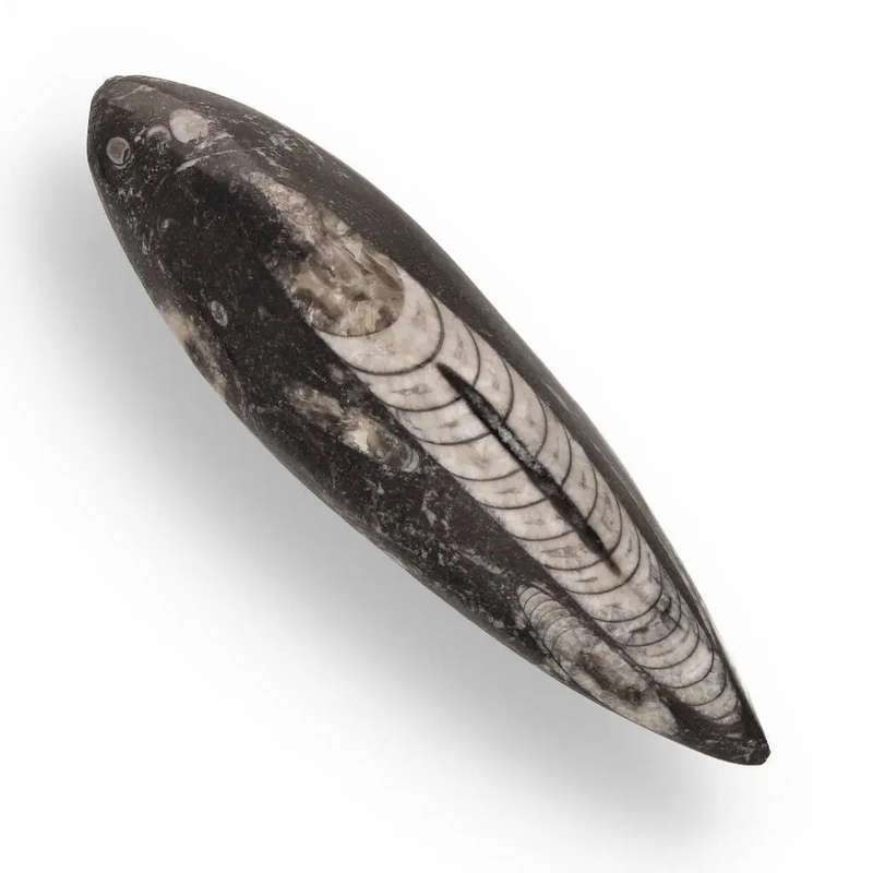 Moroccan Orthoceras Fossilized Sea Relic