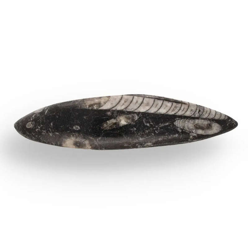 Moroccan Orthoceras Fossilized Sea Relic