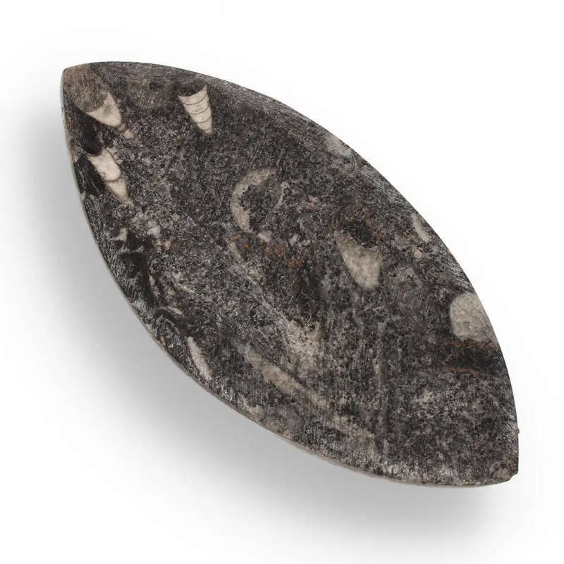 500-Million-Year-Old Orthoceras Treasure