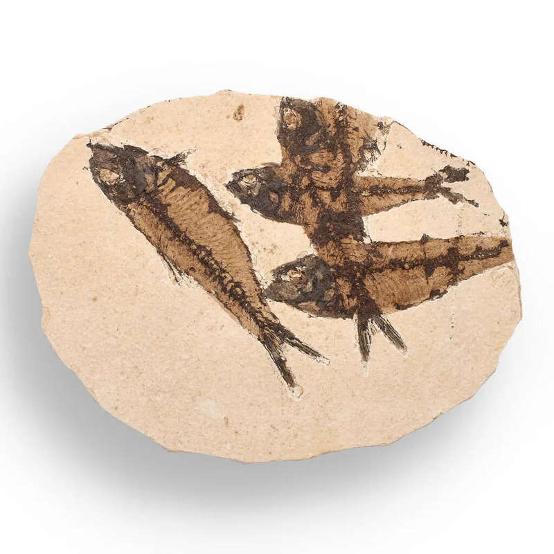 Authentic Fish Fossil  A Stunning 50-Million-Year-Old Time Capsule!
