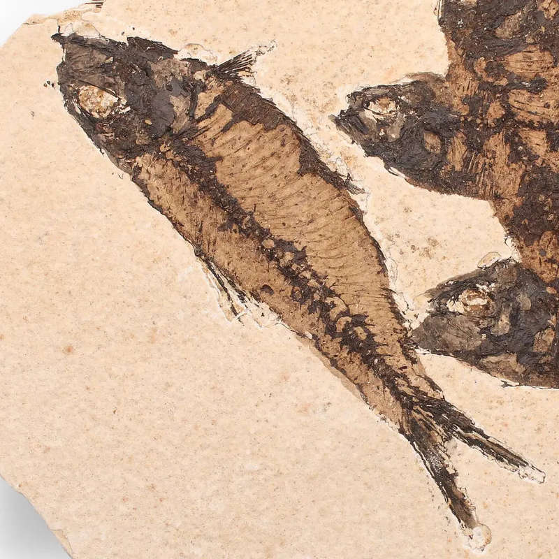 Authentic Fish Fossil  A Stunning 50-Million-Year-Old Time Capsule!