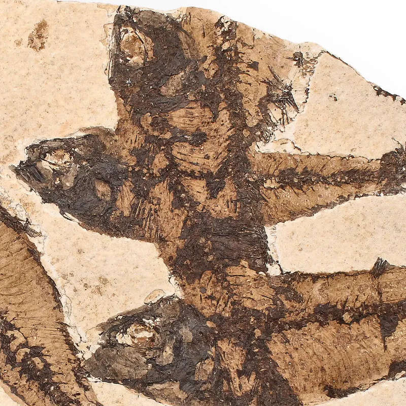 Authentic Fish Fossil  A Stunning 50-Million-Year-Old Time Capsule!