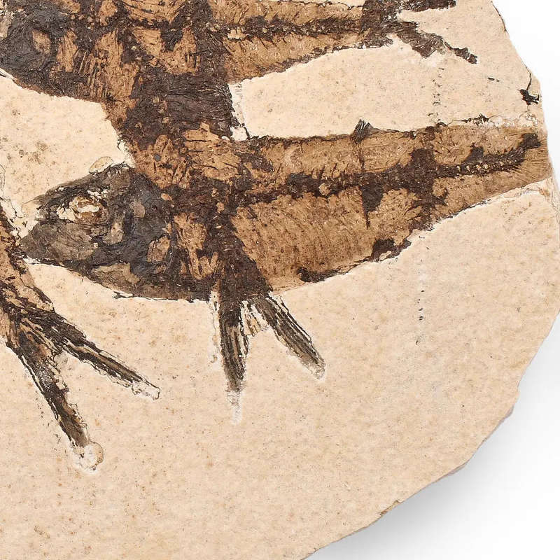 Authentic Fish Fossil  A Stunning 50-Million-Year-Old Time Capsule!