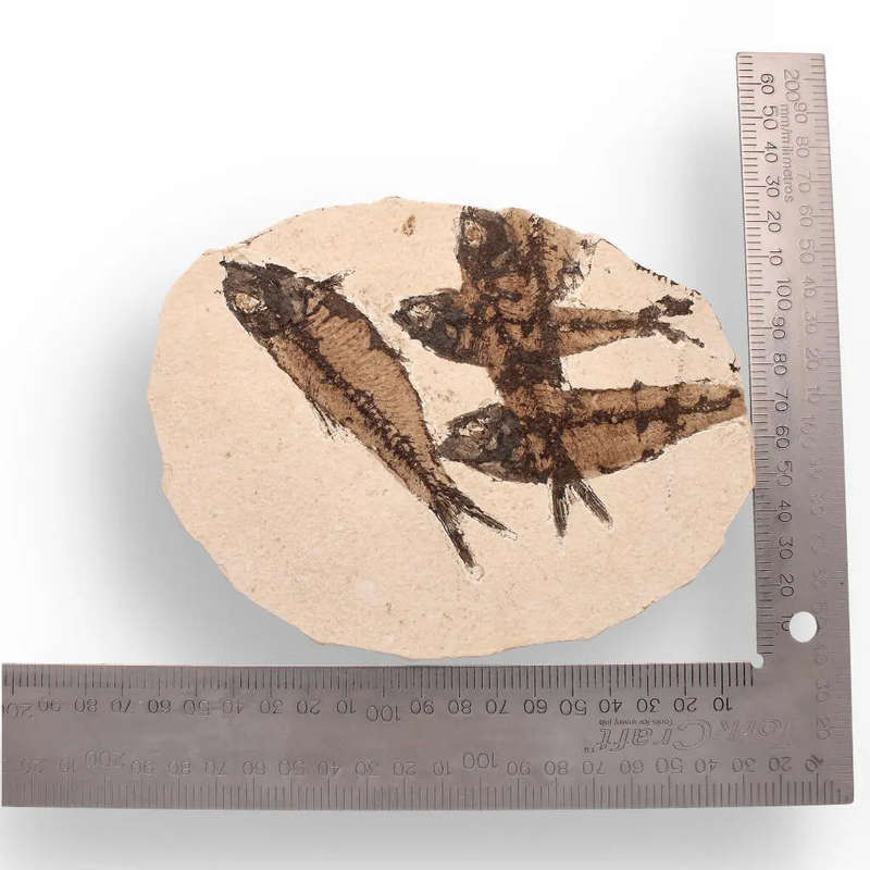 Authentic Fish Fossil  A Stunning 50-Million-Year-Old Time Capsule!