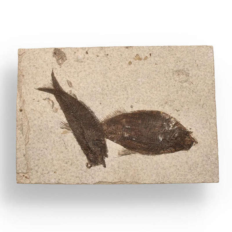Authentic Fish Fossil  Own a Real Piece of Prehistoric History!