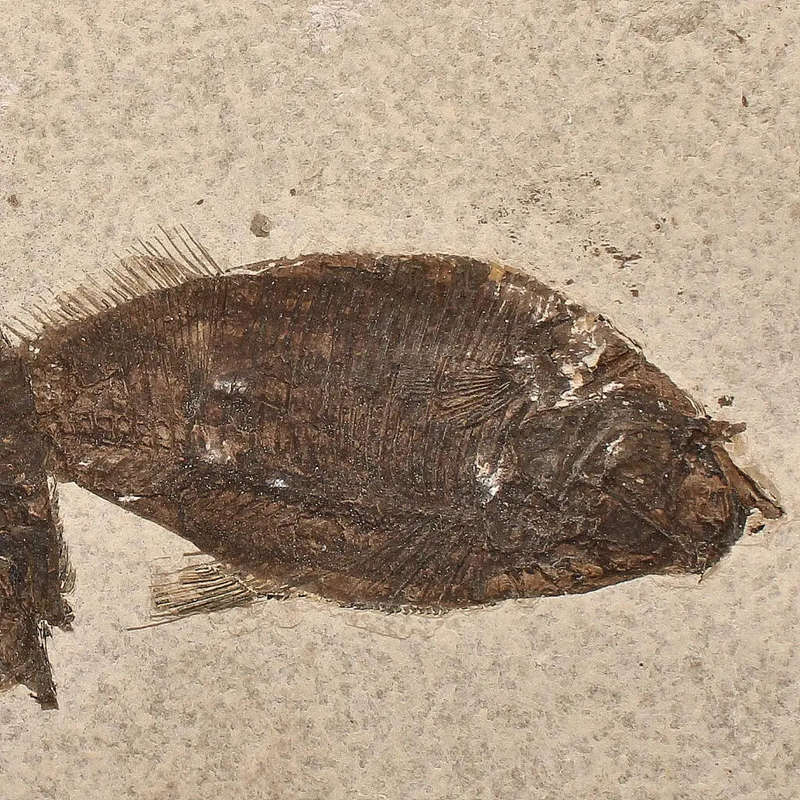 Authentic Fish Fossil  Own a Real Piece of Prehistoric History!