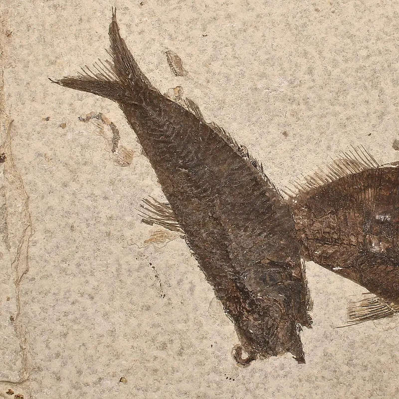 Authentic Fish Fossil  Own a Real Piece of Prehistoric History!