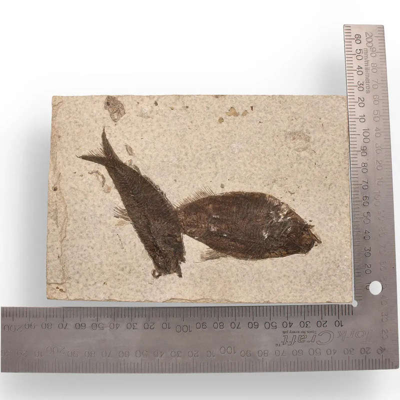 Authentic Fish Fossil  Own a Real Piece of Prehistoric History!